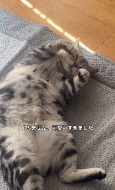 絨毯の上で寝ている猫