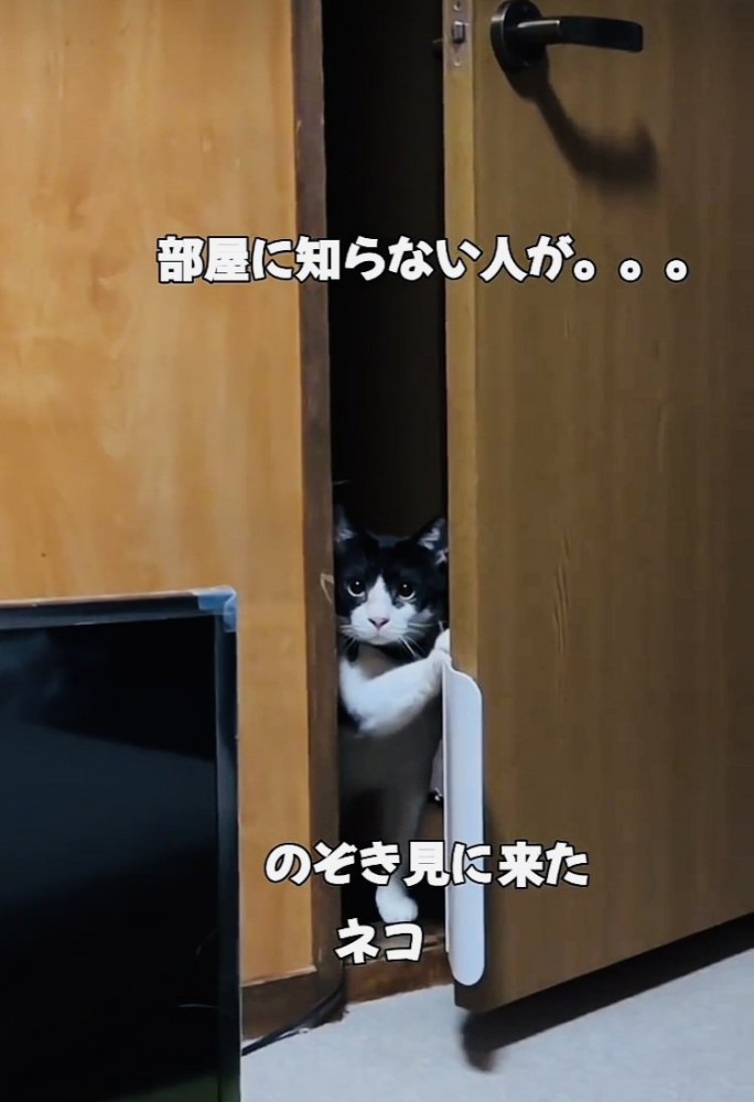 ドアの隙間から部屋の中を覗き見する白黒猫
