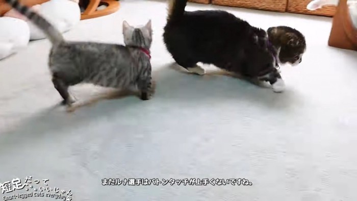 走る黒系の猫