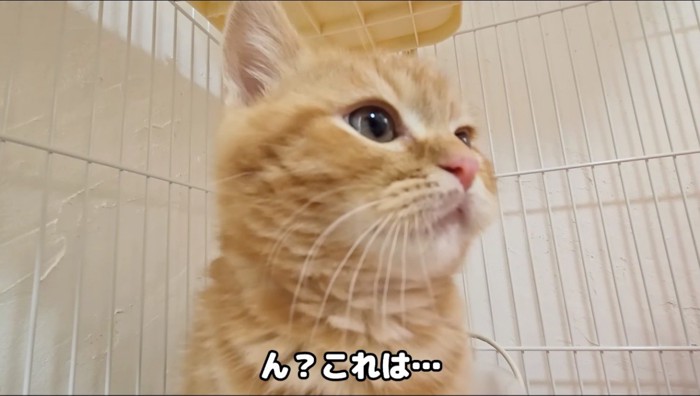 遠くを見つめながらトイレをする茶トラ猫