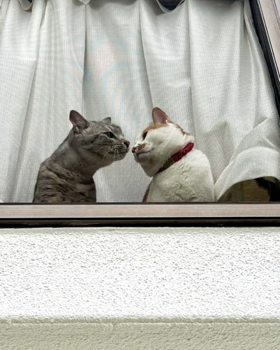 窓際で鼻をくっつけあう茶白猫とキジトラ猫