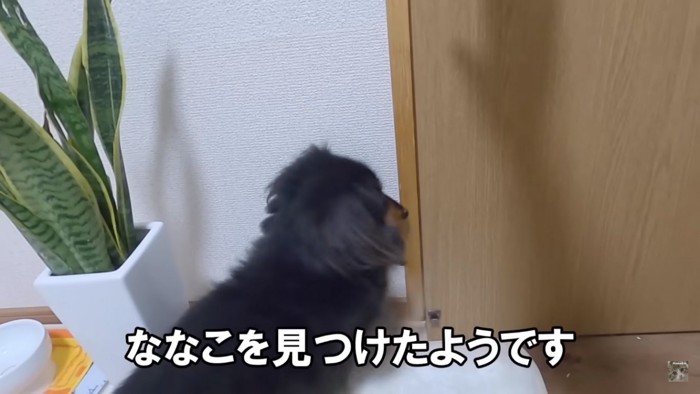 戸を開けたい犬