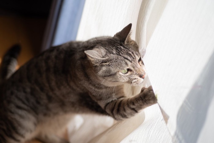 カーテンに飛びかかる猫