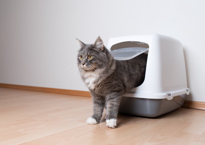 カバー付きのトイレから出てくる猫