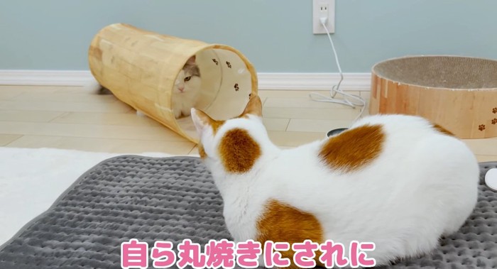 横たわる猫