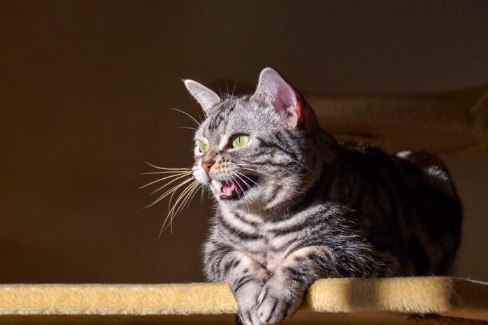 窓の向こうにいる鳥にクラッキングする猫