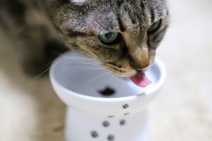 水を飲む猫