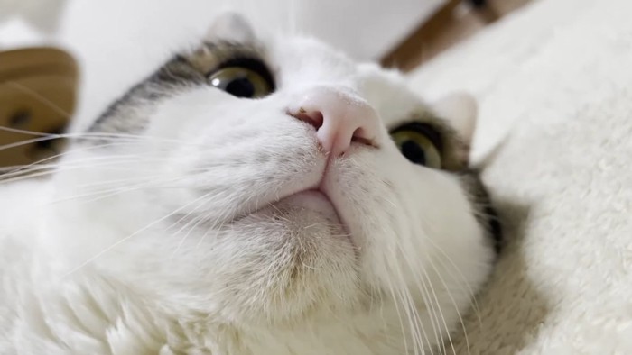 顔のドアップ