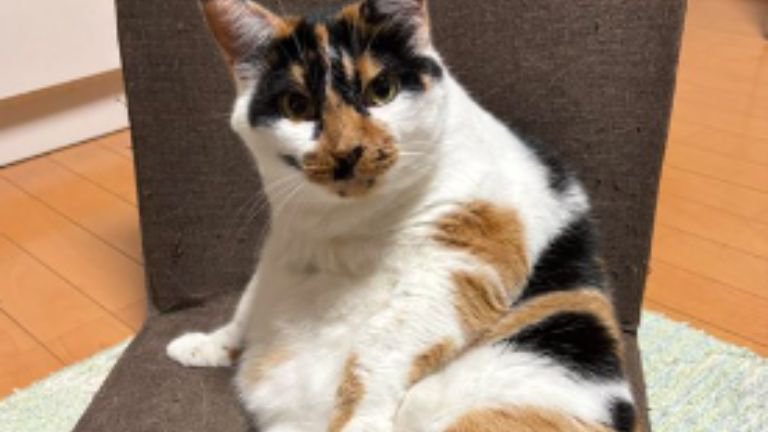 室内にいる猫