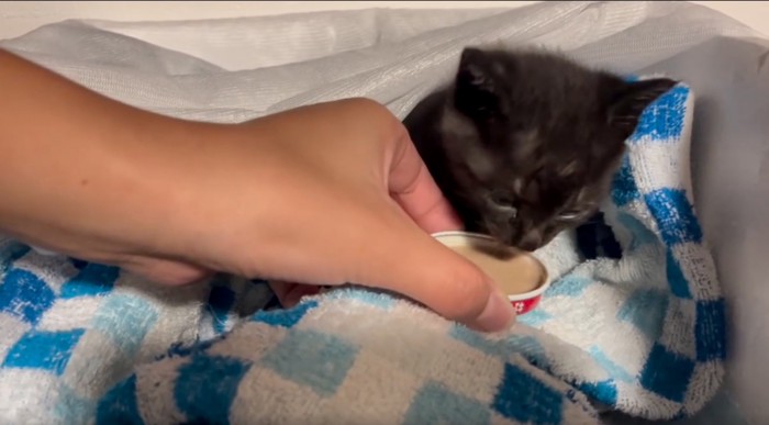 ご飯を食べる子猫
