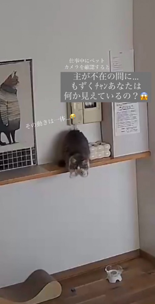 ペットカメラを覗く飼い主さん