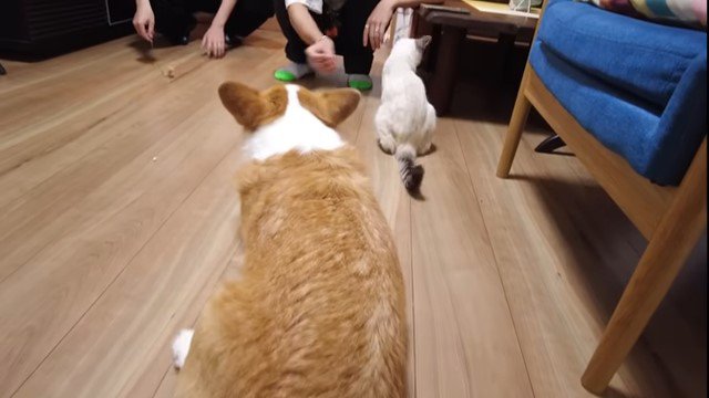 猫と犬の後ろ姿