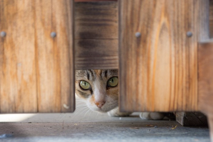 塀のすきまからのぞく猫