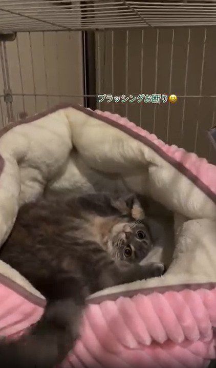 仰向けになる猫