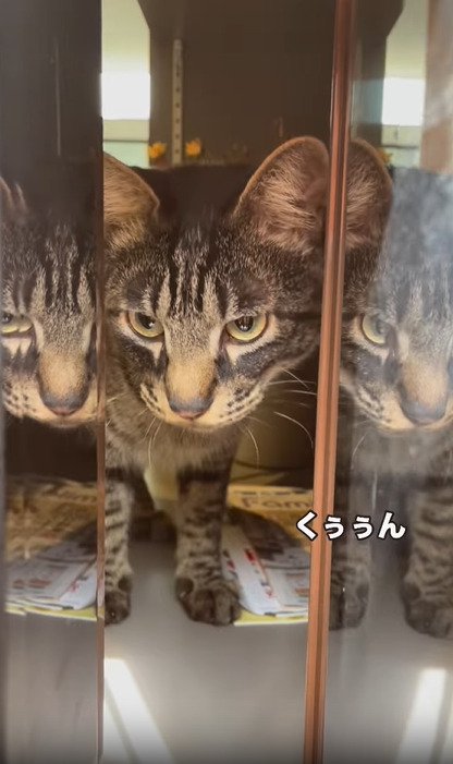 怒ったような顔の猫