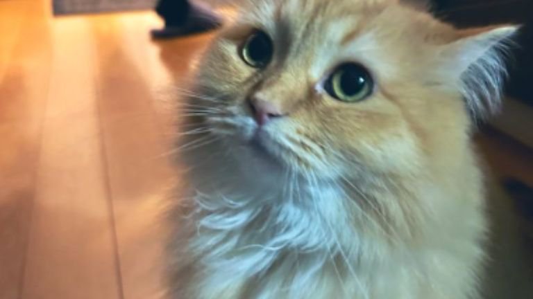 室内にいる猫