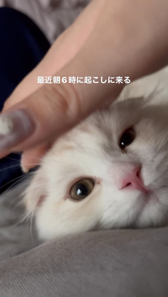 寝そべっている猫