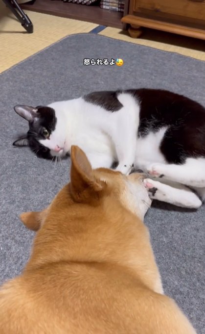 犬と猫3