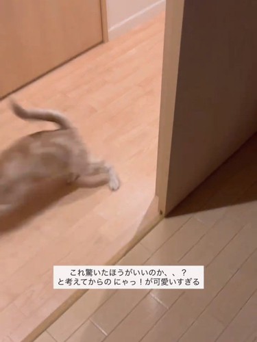 走り去る猫