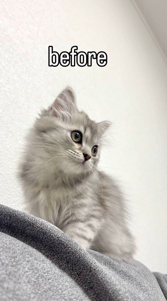 遠くを見つめる子猫