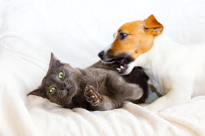 犬とけんかする猫