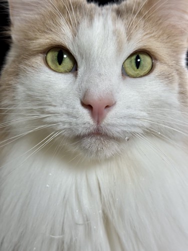 ヒゲに雫がついている猫の顔
