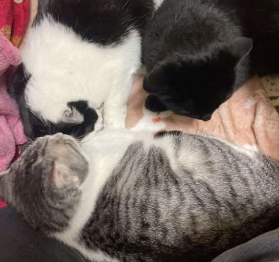 毛布の上で丸まる3匹の猫