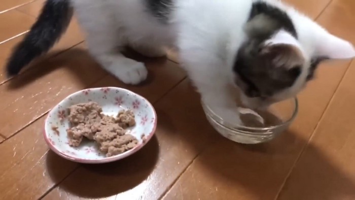 水の器に手を入れる子猫