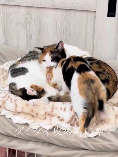 成猫に近づく子猫