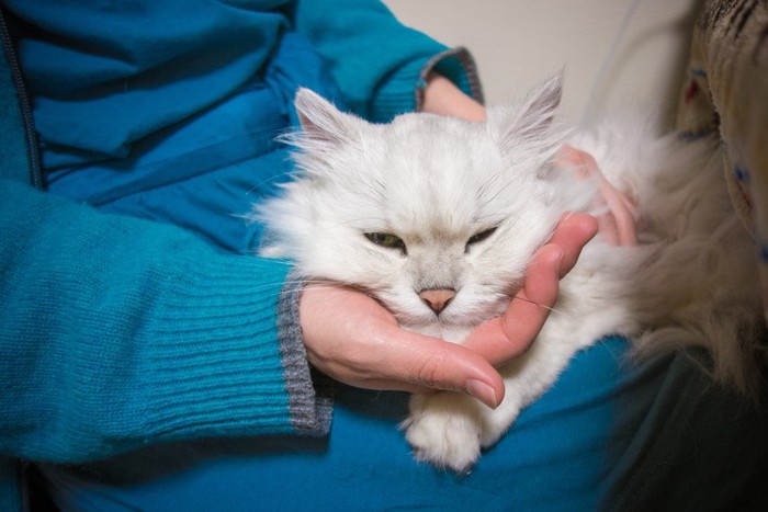 人の手に顎を乗せる猫