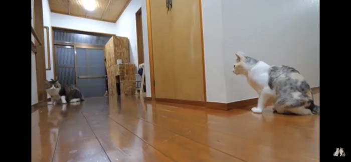 じっと見つめる猫