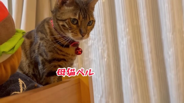 赤い鈴の猫