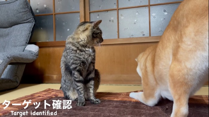 犬を見つめる猫