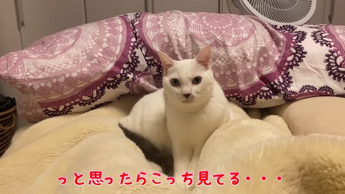 座って前を見る猫