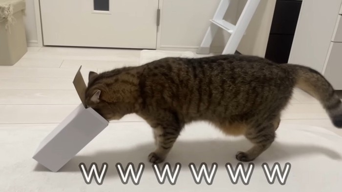www
