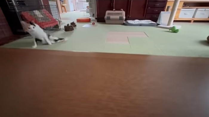 足を引きずりながら逃げる猫