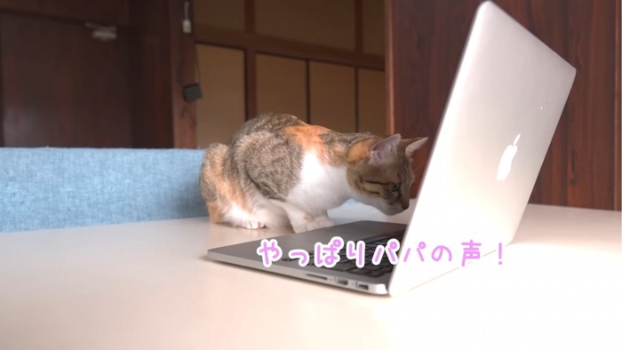 画面を見つめる猫