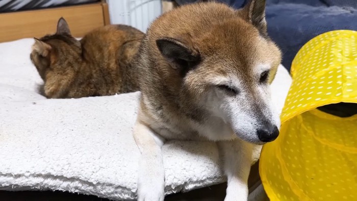 リナちゃんとリキくん