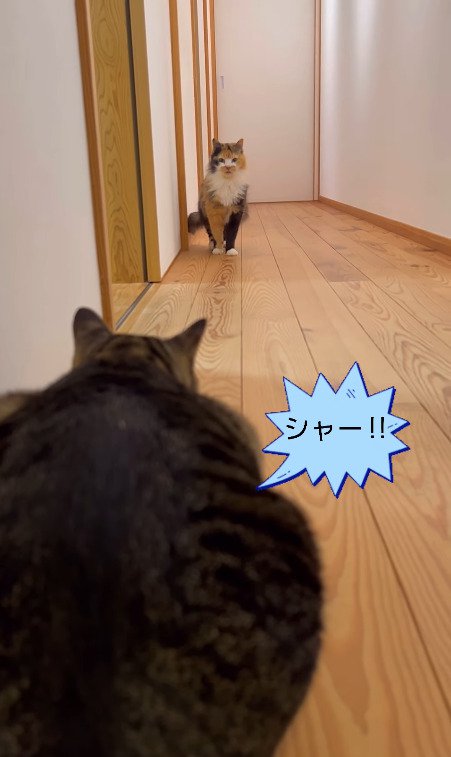 再び威嚇する猫