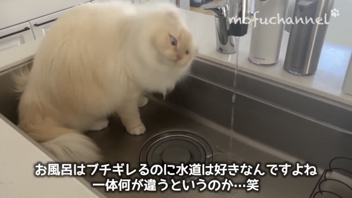 シンクで遊ぶ猫