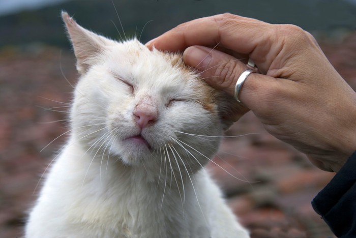 頭を撫でられる猫