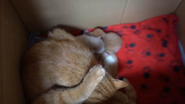 体を丸め子猫を世話する茶トラ猫