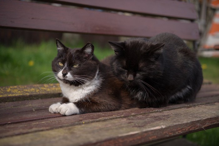 ベンチでくつろぐ2匹の猫