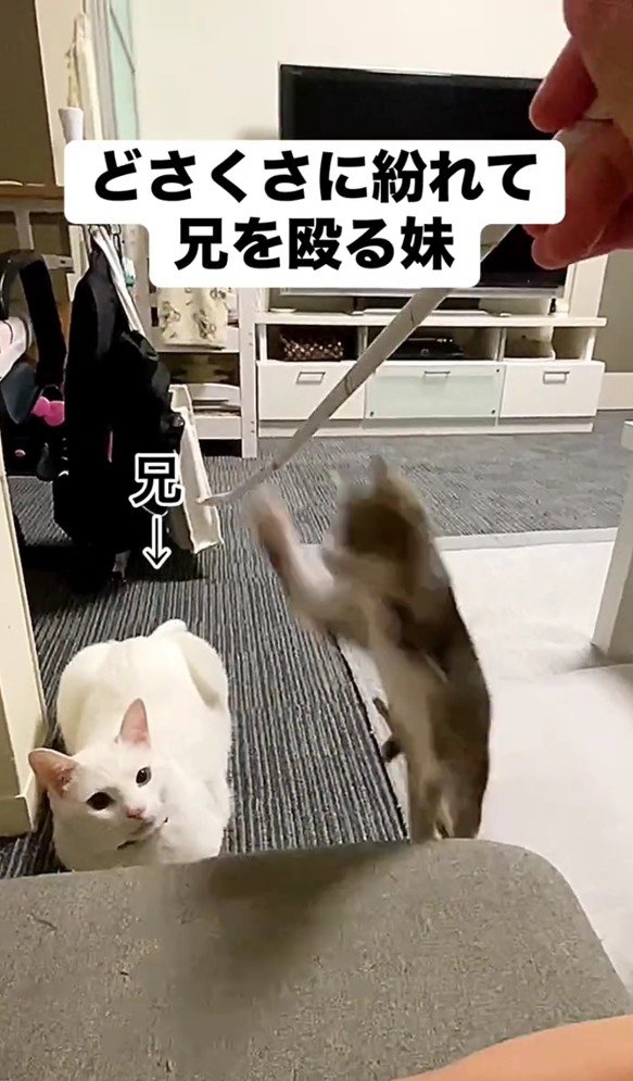 おもちゃに飛びつくレアちゃん