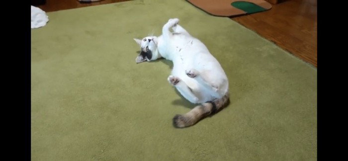 寝転がる猫