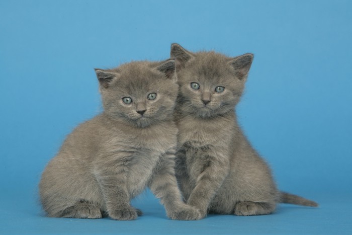 寄り添い合って座る2匹のシャルトリューの子猫