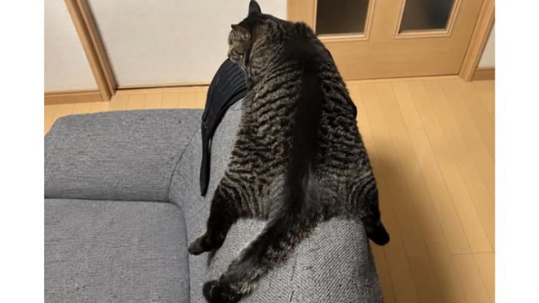 ソファにいる猫たち