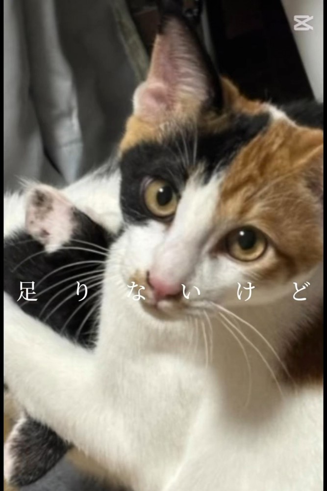 カメラを見る子猫