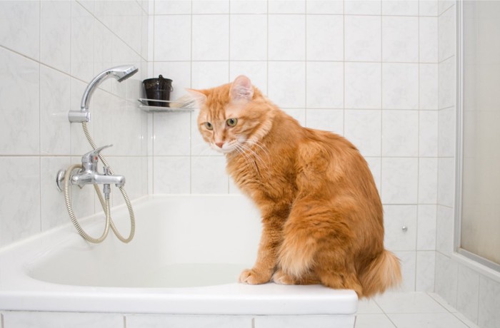 浴室の猫