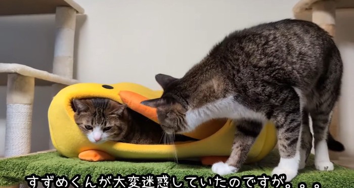 ハウスの中の猫